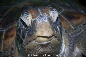 Portrait by Christine Hamilton 